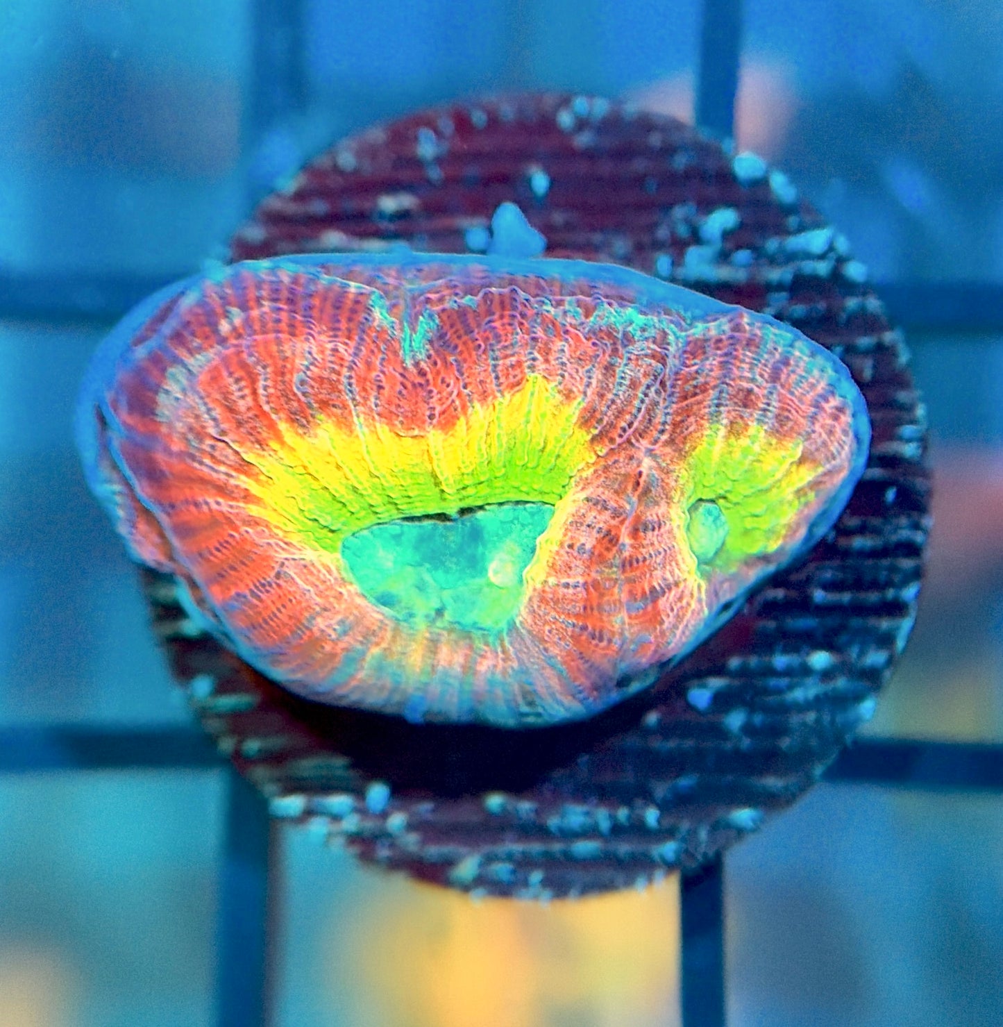 RRG Rainbow Road Favia