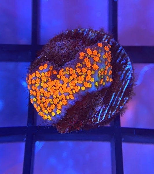 Rainbow Montipora