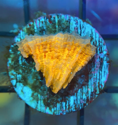 RRG Scorched Earth Plate
