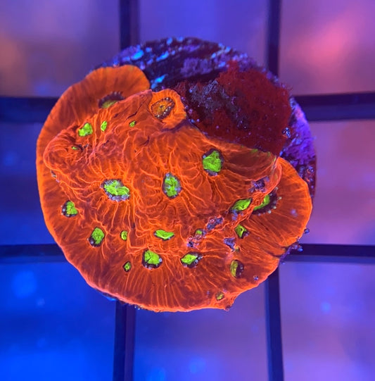 War Coral Favia