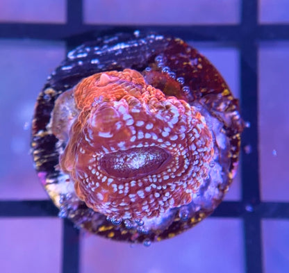 RRG Confetti Master Bower