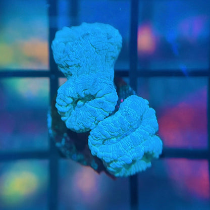 Blue Candy Cane