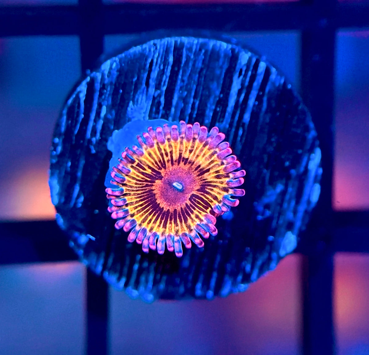 Llama Snack Zoa