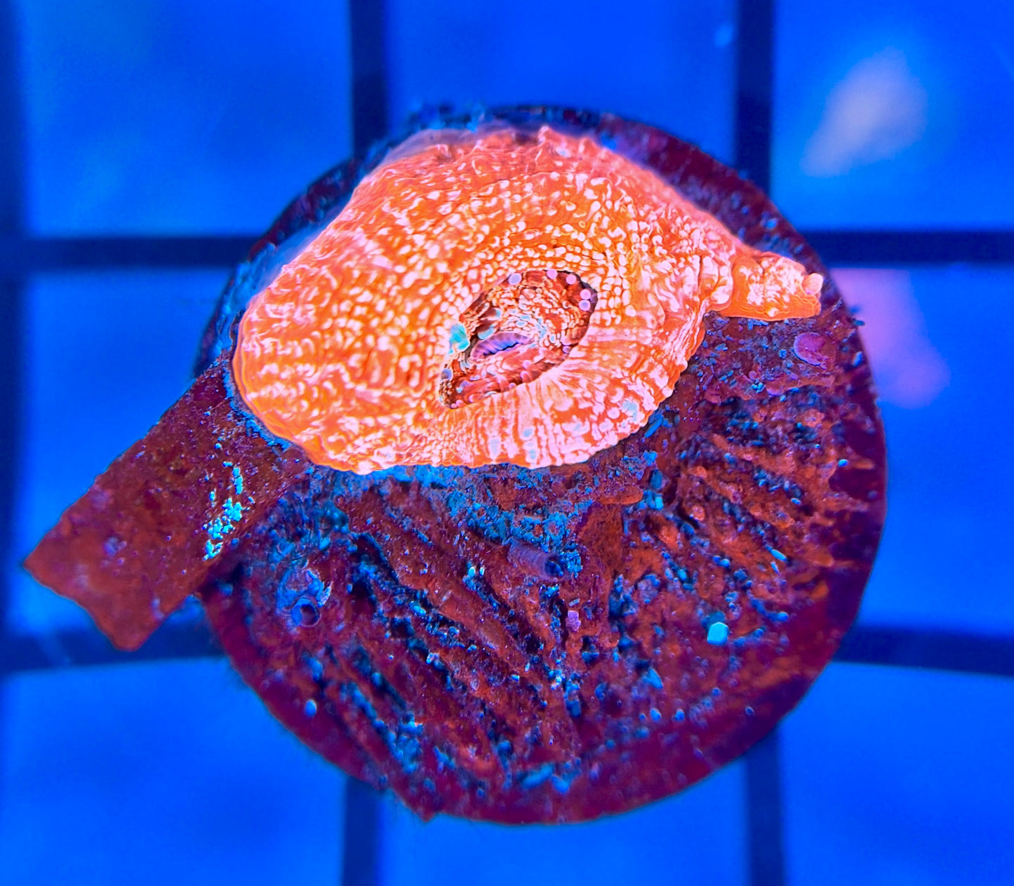 RRG Orange Creamsicle Bowerbanki