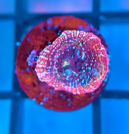 CB Rainbow Master Bower