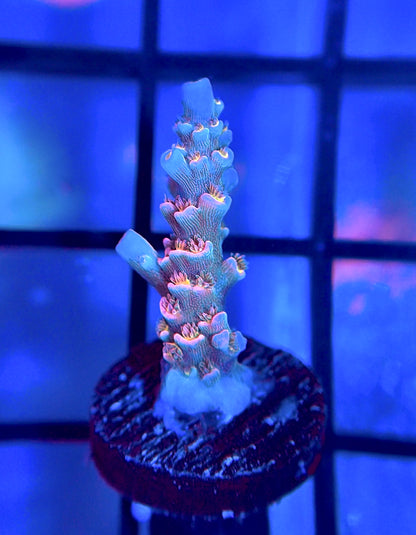 MattV Time Machine Tenuis