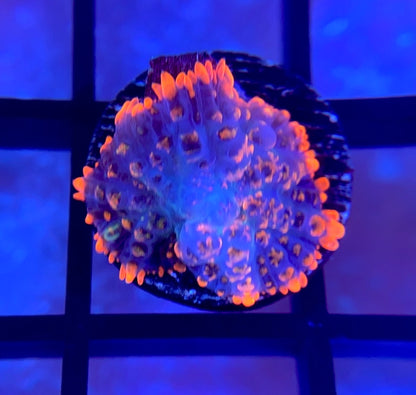 RRG Beast Mode Bounce Mushroom