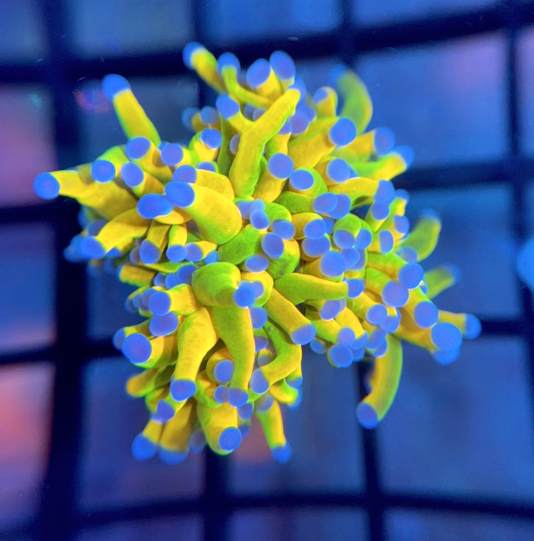 OG ASD Holy Grail Torch