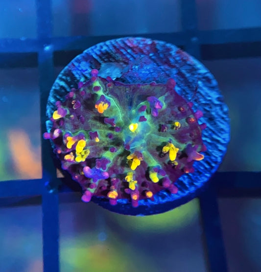 CB Fire Shroom