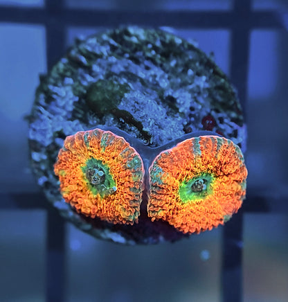 ECC Rainbow Road Micromussa