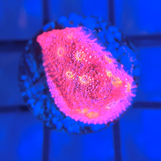 WWC Pink Boobies Chalice