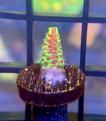 RRC Rainbow Splice Mille