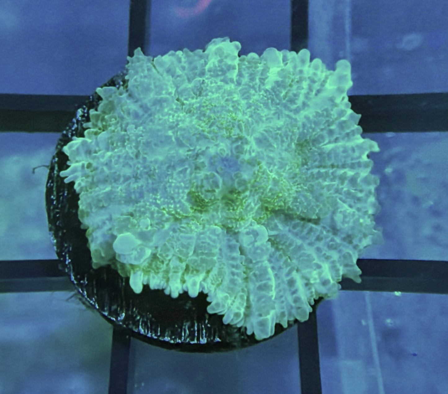 RRG Hulk Bounce Mushroom