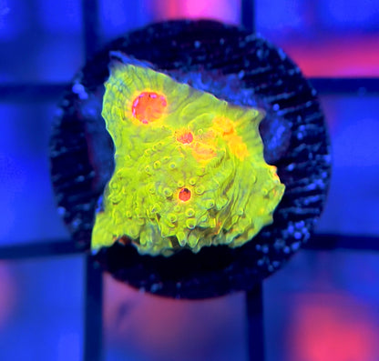 CCA Crayola Meltdown Chalice