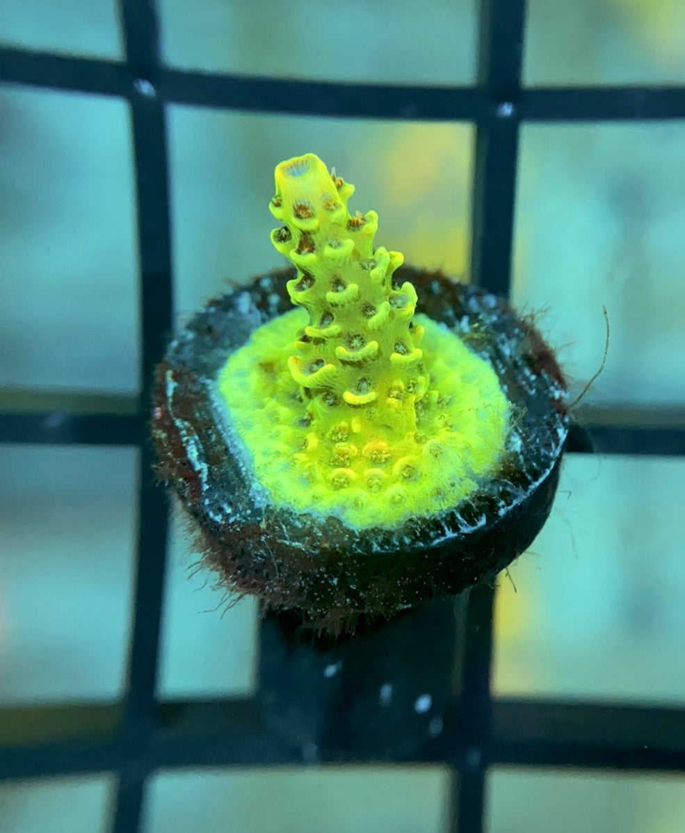 RRC Rainbow Splice Mille