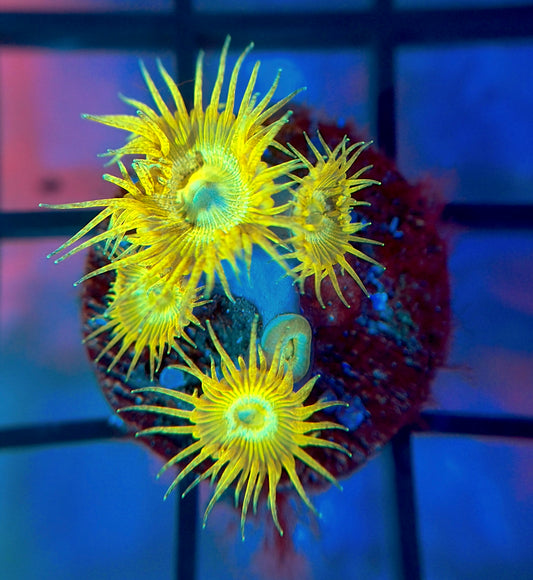 Yellow Glitter Palyzoa