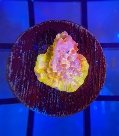 RRG Guy Fieri Montipora