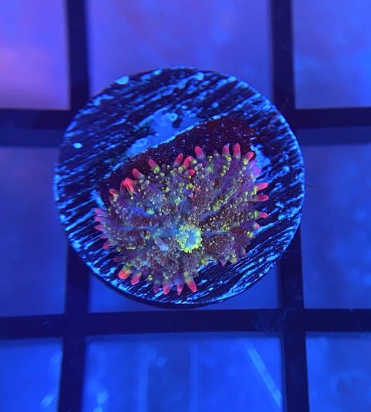 Mardi Gras Bounce Mushroom