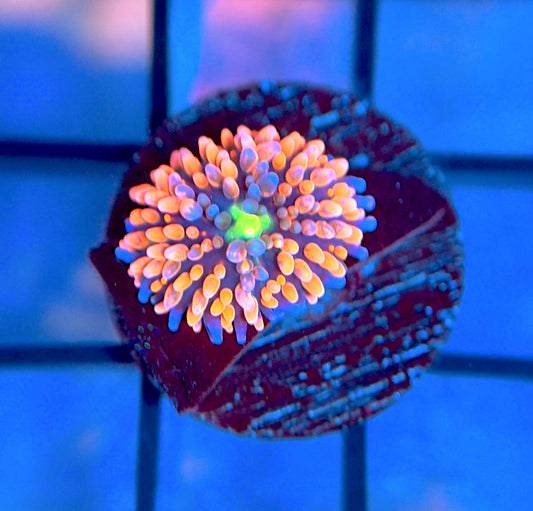 Juicy Fruit Ricordea