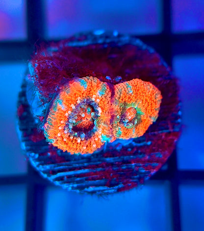 Rainbow Galactic Nuclei Micromussa