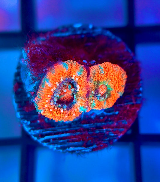Rainbow Galactic Nuclei Micromussa