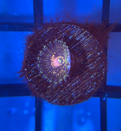 Queen Krakatoa Zoas