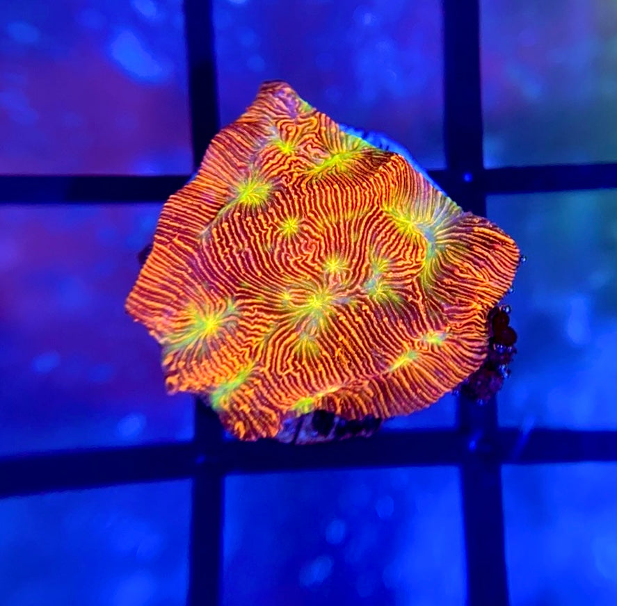 JF Jack-O-Lantern Lepto