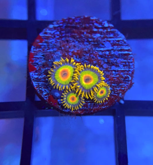 Rasta Zoas