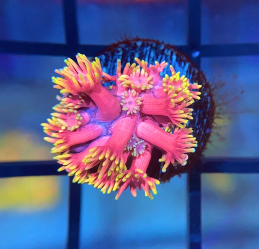 RRG Strawberry Burst Goni