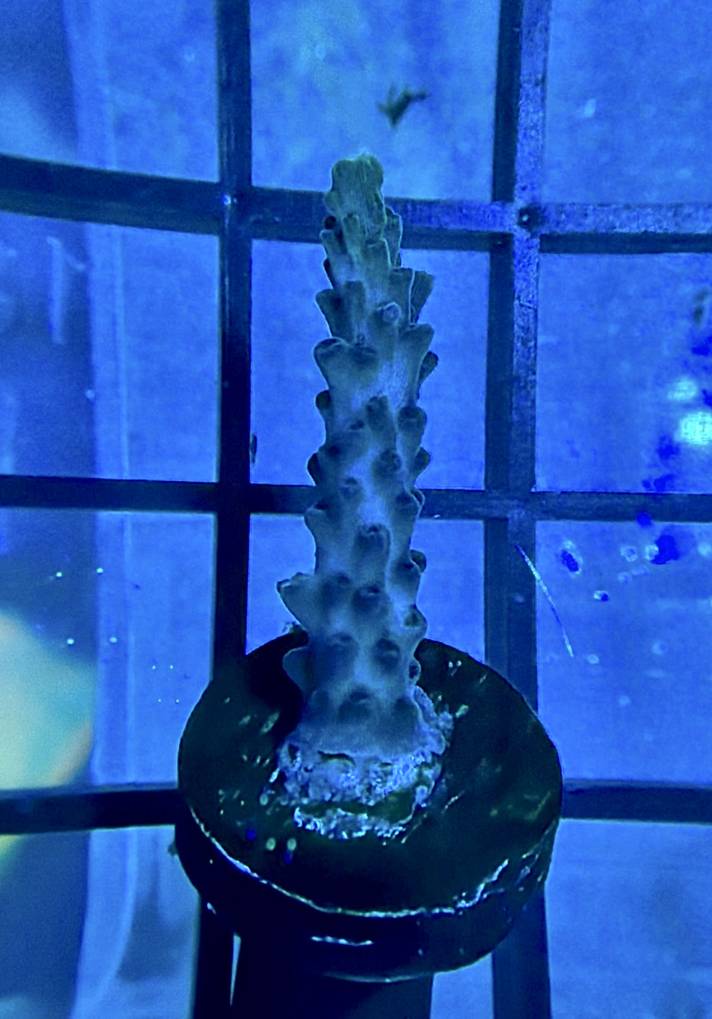 RRG Dry Ice Acro