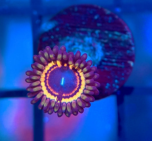 Gravefire Zoas