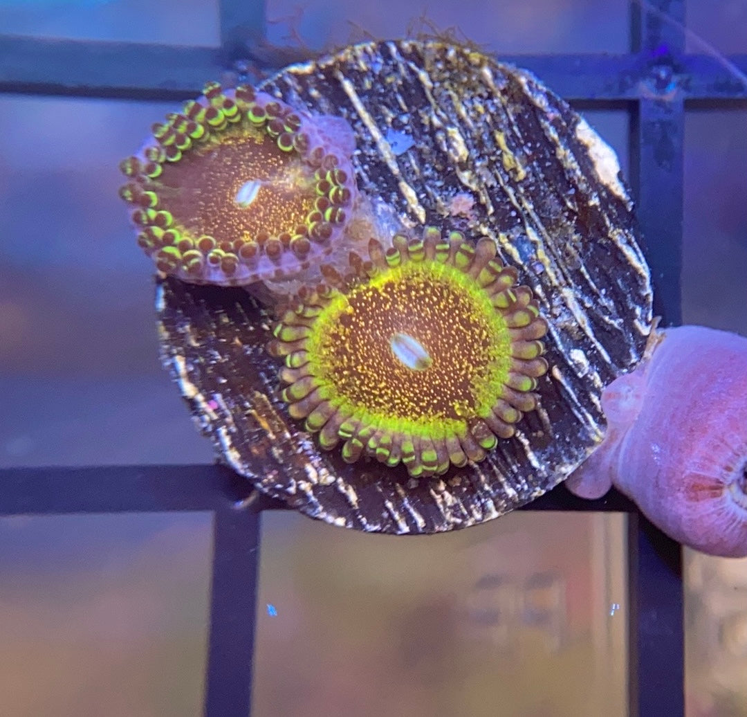 HR Death Star Zoas