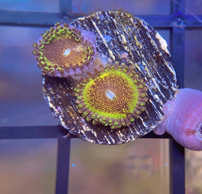 HR Death Star Zoas
