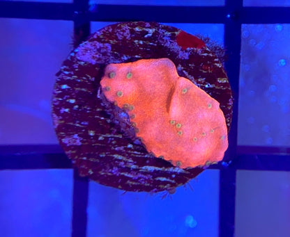 WWC Cherry Tree Monti