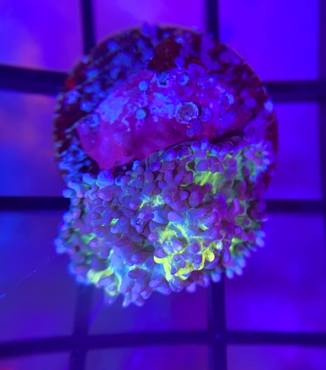 RRG Lemonade Bounce Mushroom