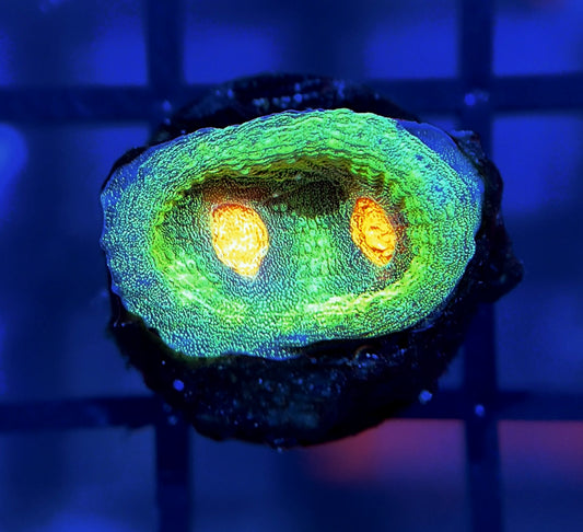 JF Raja Rampage Chalice