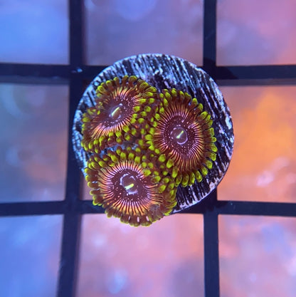 WWC Black Orchid Zoas