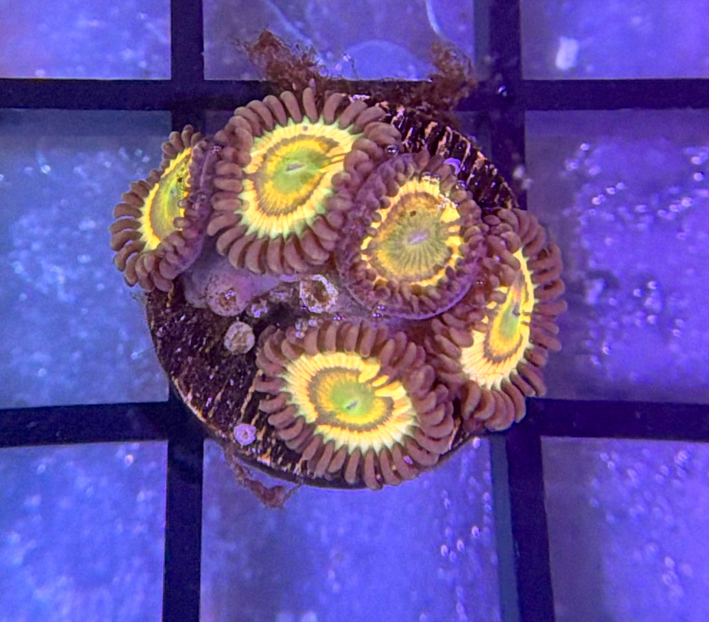 Citrus Cooler Zoas