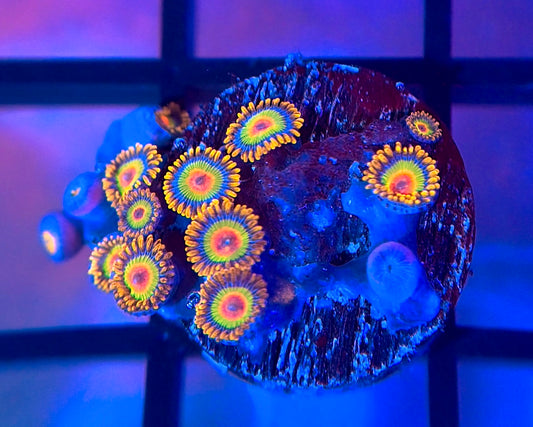 Rasta Zoas
