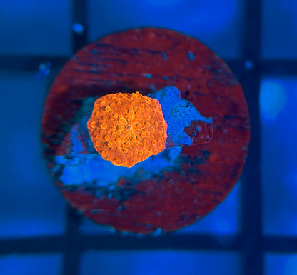 RRG Paint Splatter Jawbreaker
