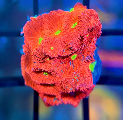 War Coral Favia