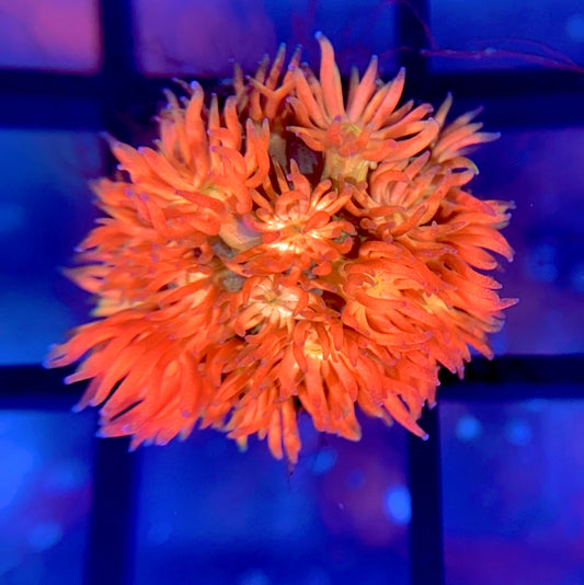 RRG Eternal Flame Goni