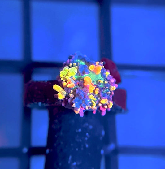 CB Fire Shroom