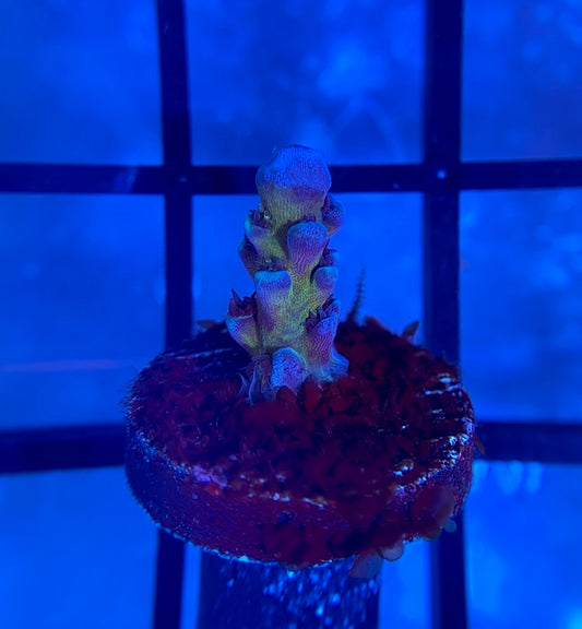 Cali Tort Acropora