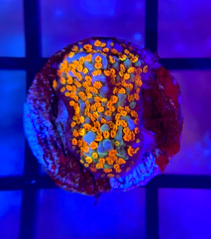 Rainbow Montipora