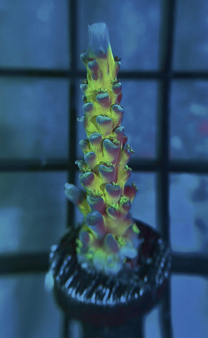 Cali Tort Acropora