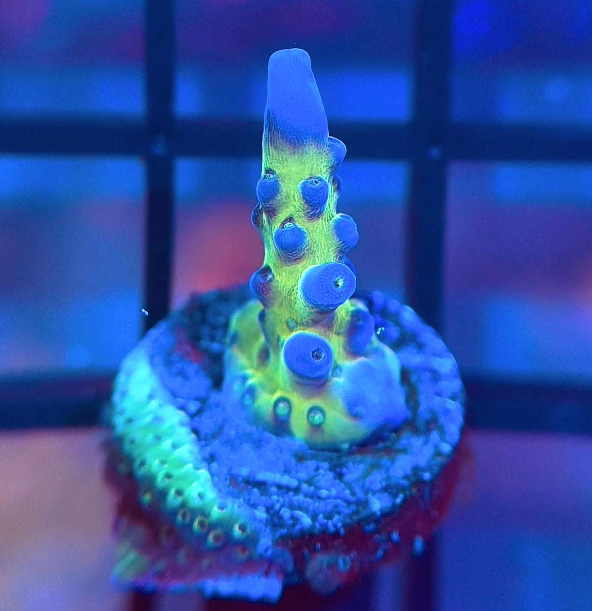 Cali Tort Acropora