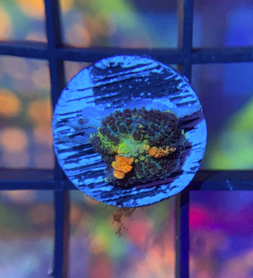 Powerball Bounce Mushroom