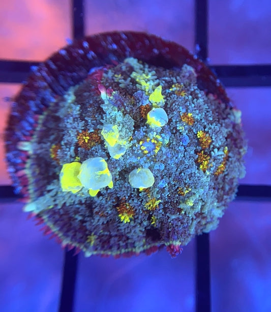 RRG Biohazard Bounce Mushroom