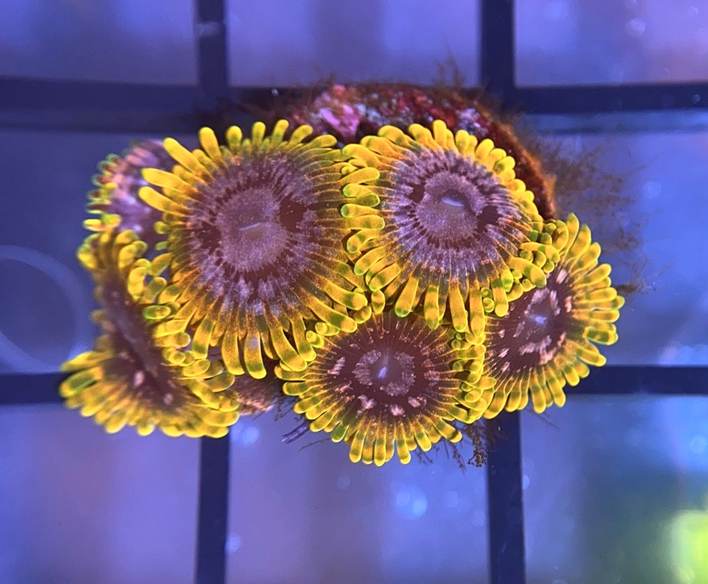 JF Acid Reflux Zoas